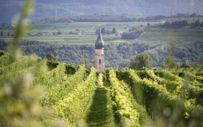 Northern Italy’s St. Pauls Winery and Selections